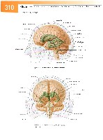 Sobotta Atlas of Human Anatomy  Head,Neck,Upper Limb Volume1 2006, page 317